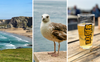 Verliebt in Cornwall